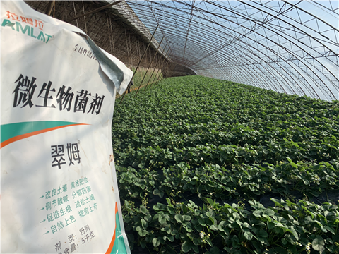 水溶肥，拉姆拉，翠姆