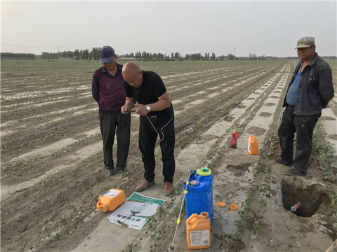 水溶肥，拉姆拉，翠姆