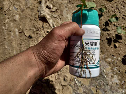 水溶肥，拉姆拉，翠姆