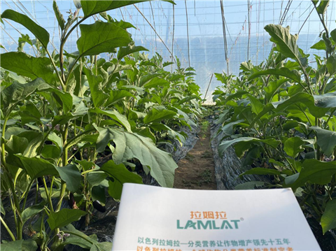 水溶肥，拉姆拉，翠姆