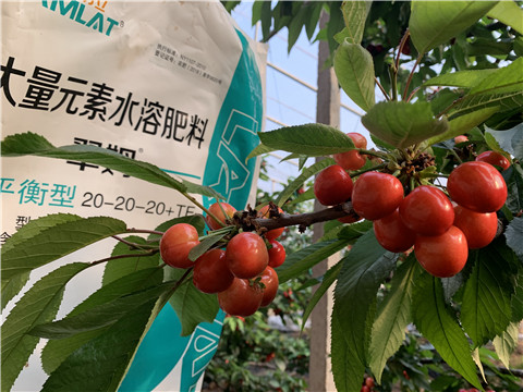 大量元素水溶肥，拉姆拉，翠姆