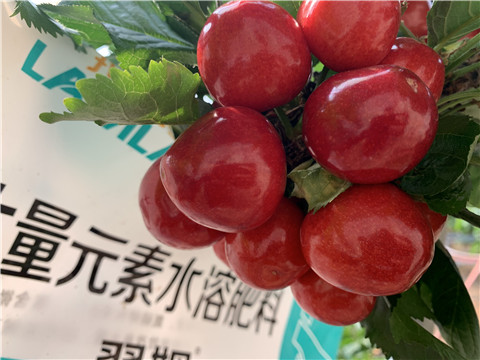 大量元素水溶肥，拉姆拉，翠姆