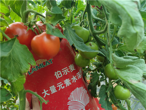 水溶肥，拉姆拉，伯示麥