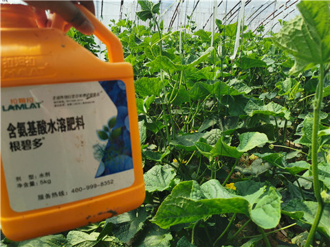 水溶肥，拉姆拉，翠姆