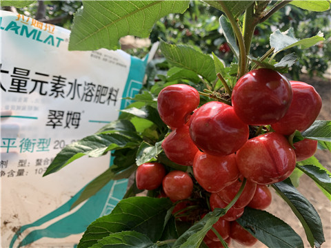 水溶肥，拉姆拉，翠姆