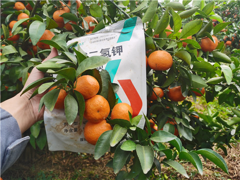 葉面肥，拉姆拉，翠姆