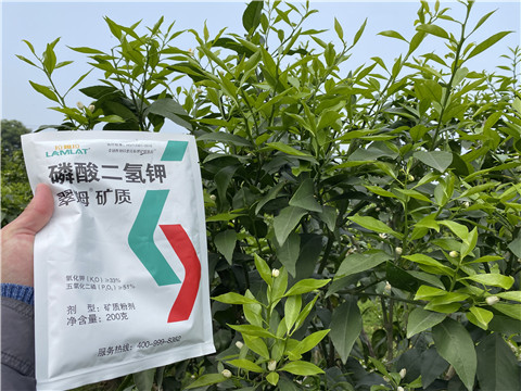 葉面肥，拉姆拉，翠姆