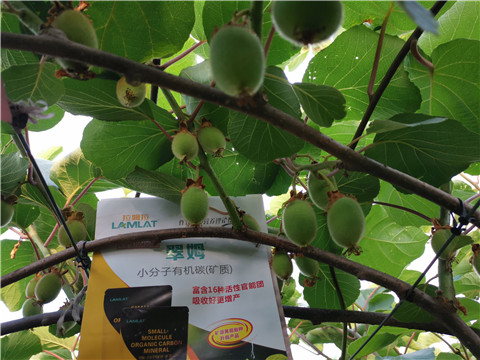 水溶肥，拉姆拉，翠姆