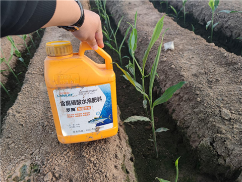 大姜，拉姆拉，翠姆