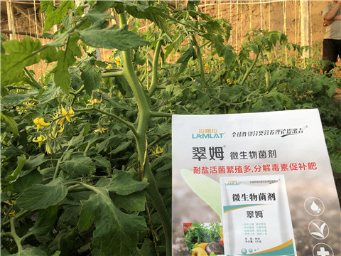 微生物菌劑，翠姆，拉姆拉