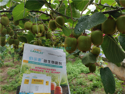 生根劑，翠姆，拉姆拉