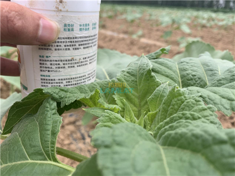 水溶肥，翠姆，拉姆拉