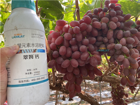 鈣肥，翠姆，拉姆拉