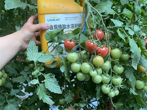 魚(yú)蛋白水溶肥,翠姆,拉姆拉