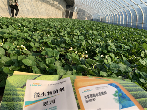 水溶肥價(jià)格，翠姆，草莓水溶肥