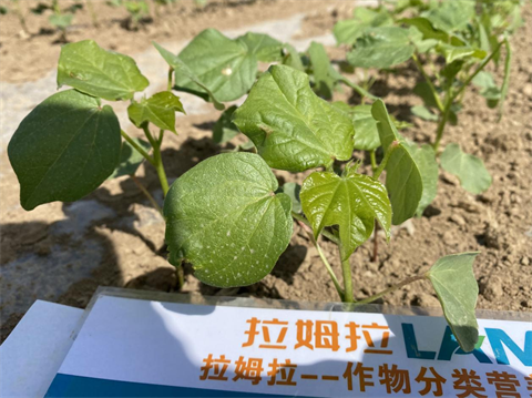 水溶肥,棉花種植,拉姆拉滴灌級特種肥